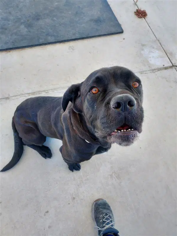 Wiggles - Cane Corso Mastiff