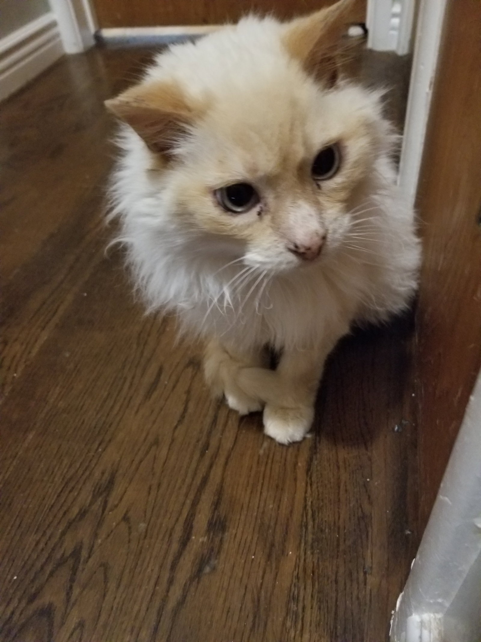 Cats for Adoption in Calabasas, California Alpha Paw