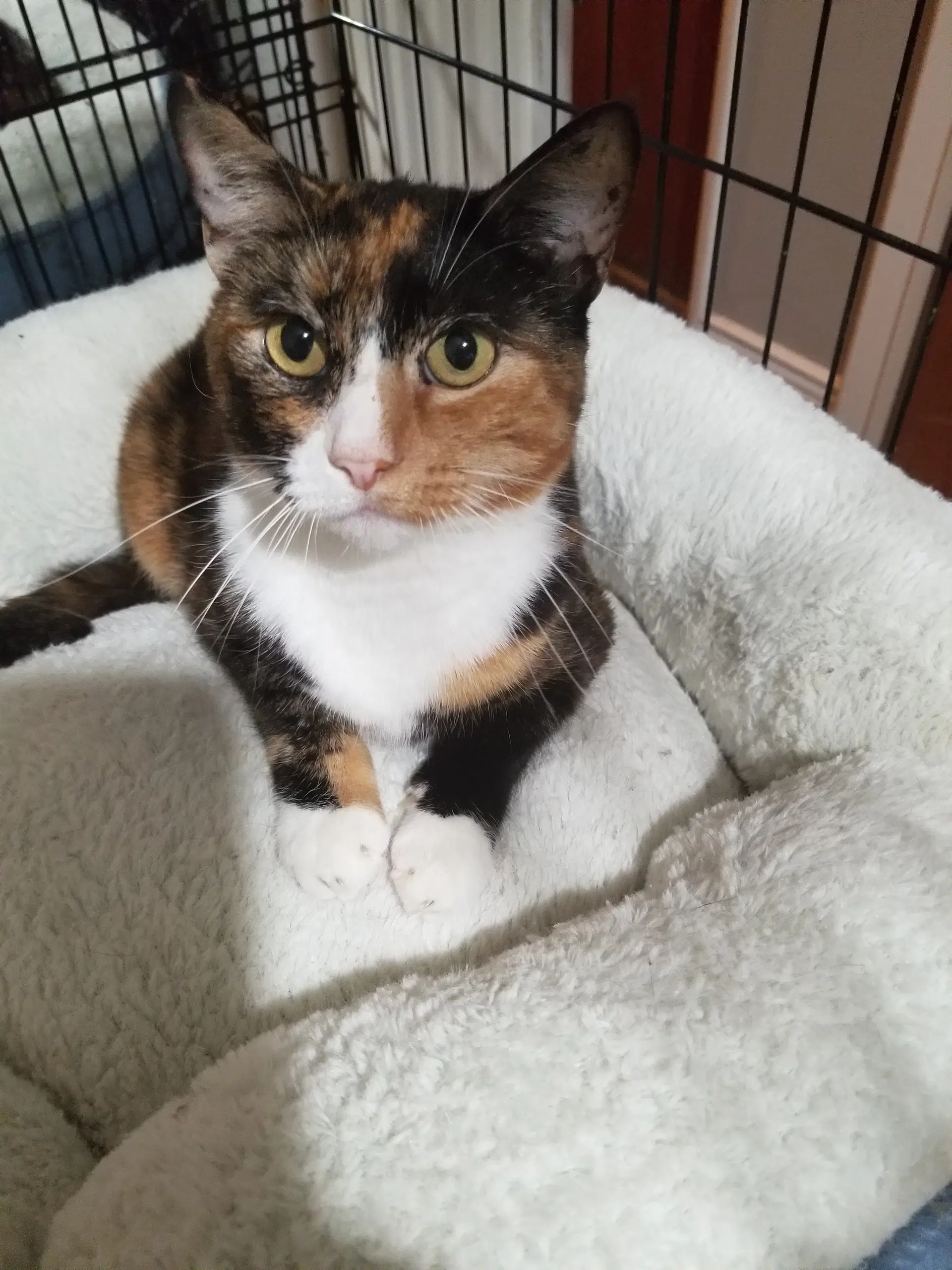 Queen Isabella - Snowshoe