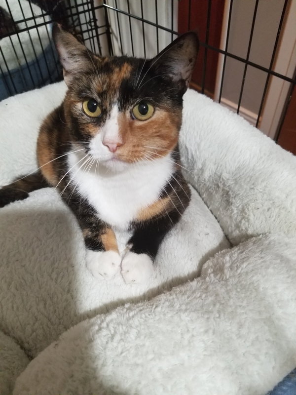 Queen Isabella