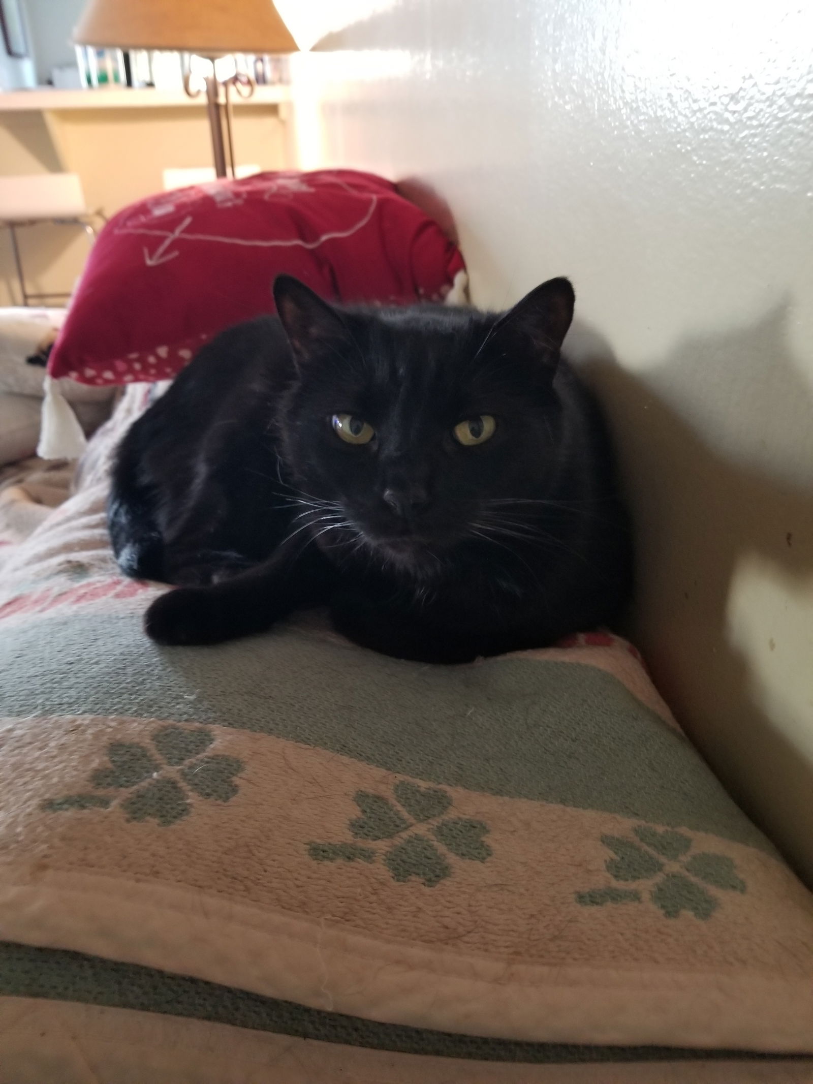 adoptable Cat in Buena Park, CA named Theo