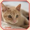 adoptable Cat in buena park, CA named Cuddly Cooper