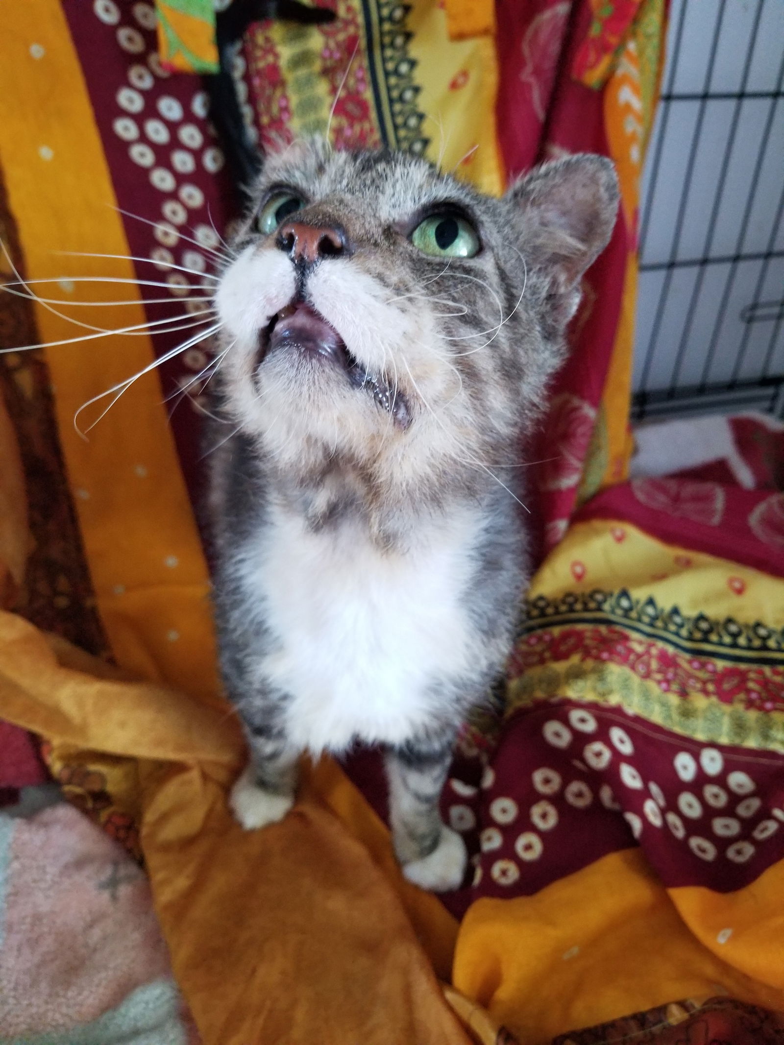 adoptable Cat in Buena Park, CA named You got it all Gus!