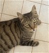 adoptable Cat in la palma, CA named Paddy aka Patrick