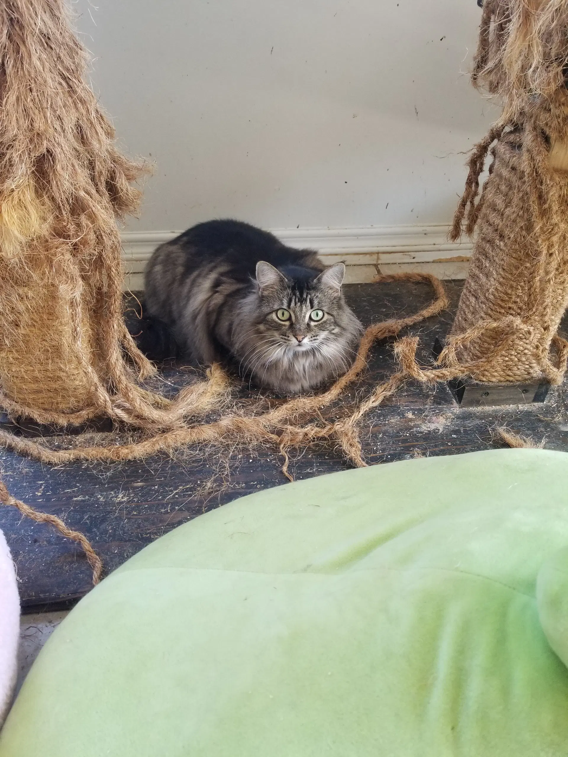 Mia - Maine Coon