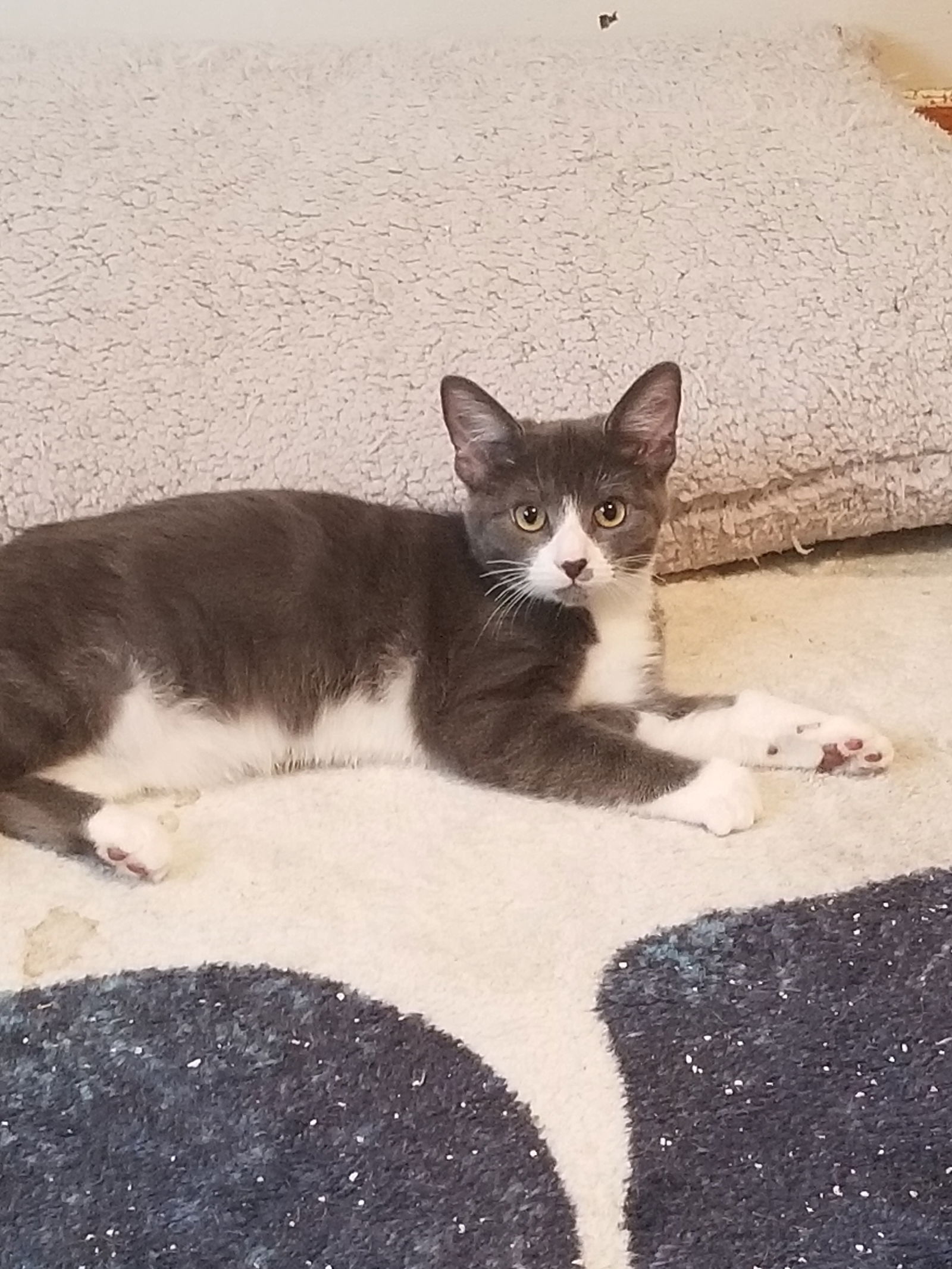 adoptable Cat in Buena Park, CA named Paul and Ozzy