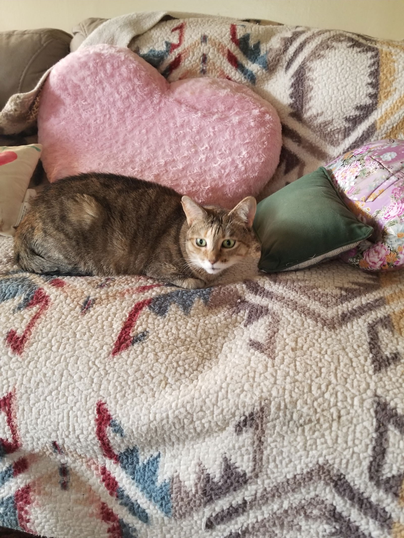 adoptable Cat in Buena Park, CA named Loving Lexi