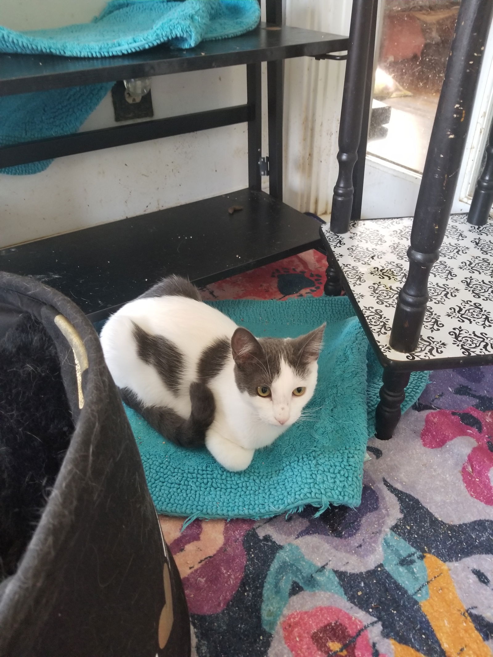 adoptable Cat in Buena Park, CA named Diesal