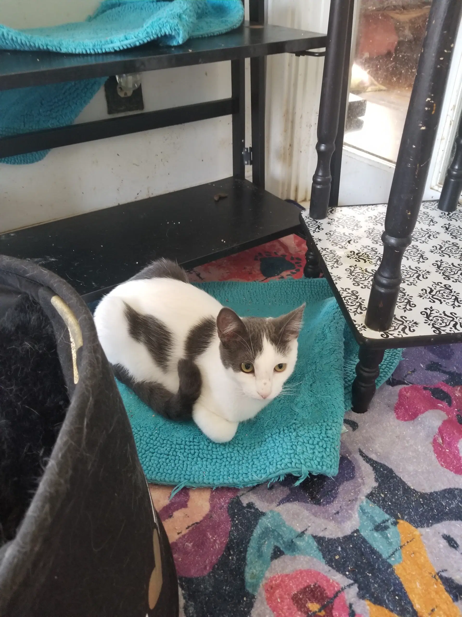 Diesal - Domestic Short Hair