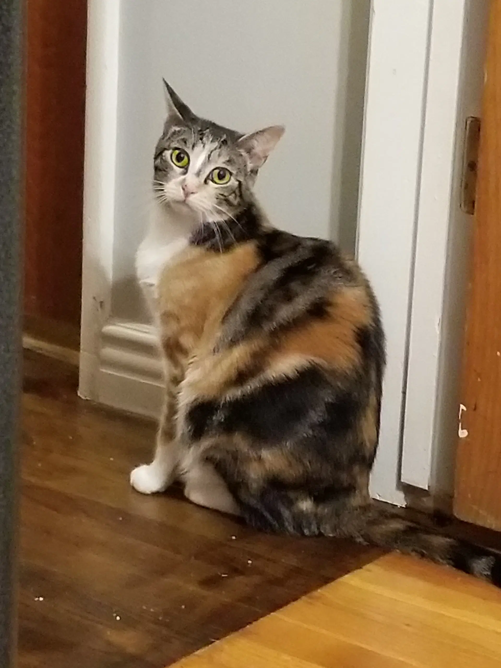 Josie A Calico image 2