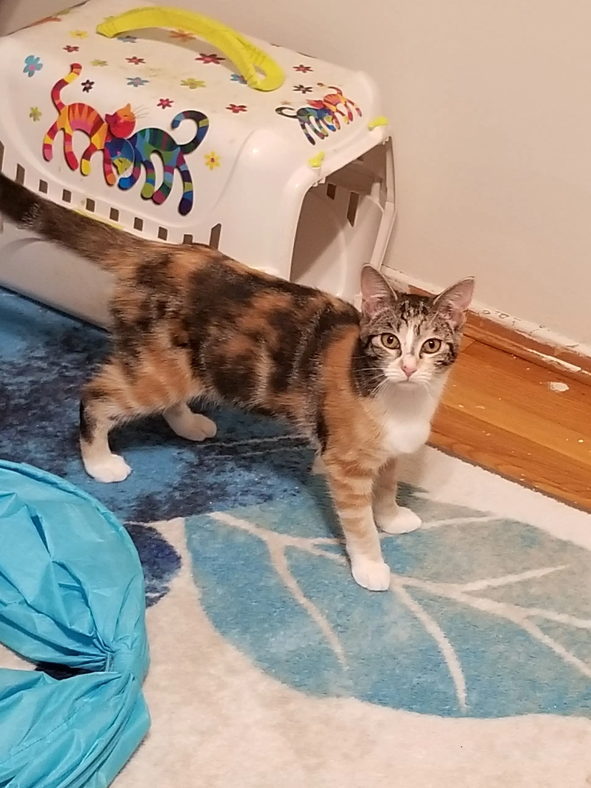 Josie A Calico - Tabbico