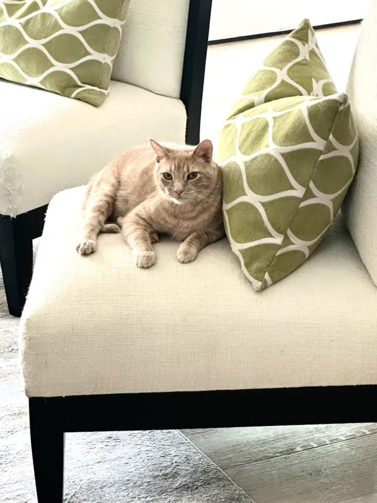 Cooper - Tabby