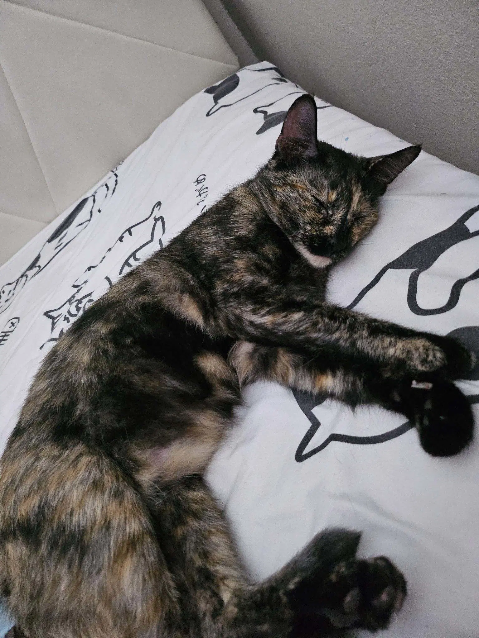 Coconut - Tortoiseshell