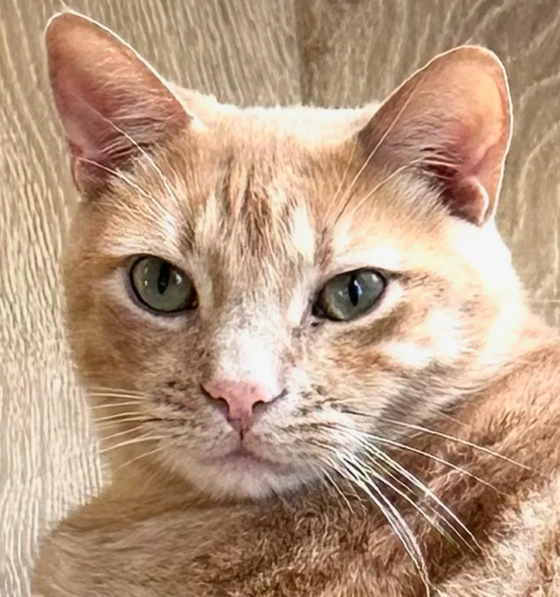 So So Cute Cooper - Tabby