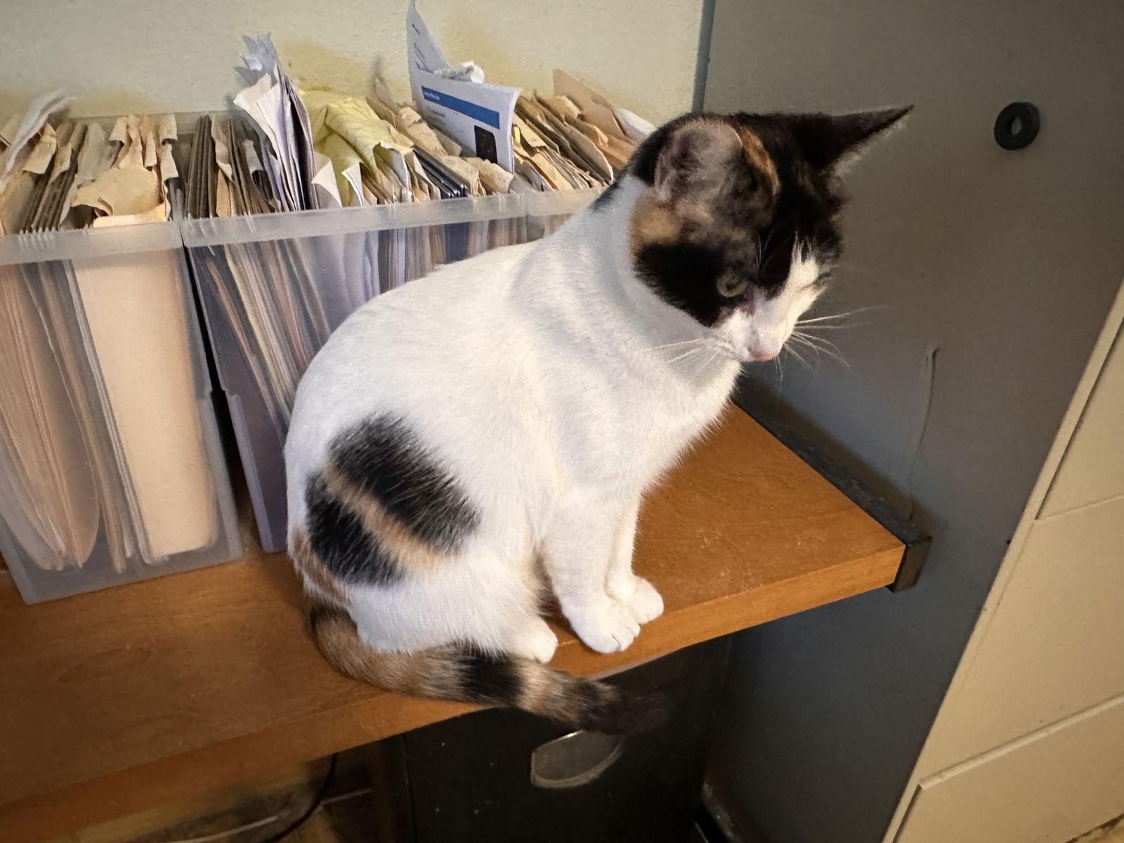 adoptable Cat in Buena Park, CA named Precious