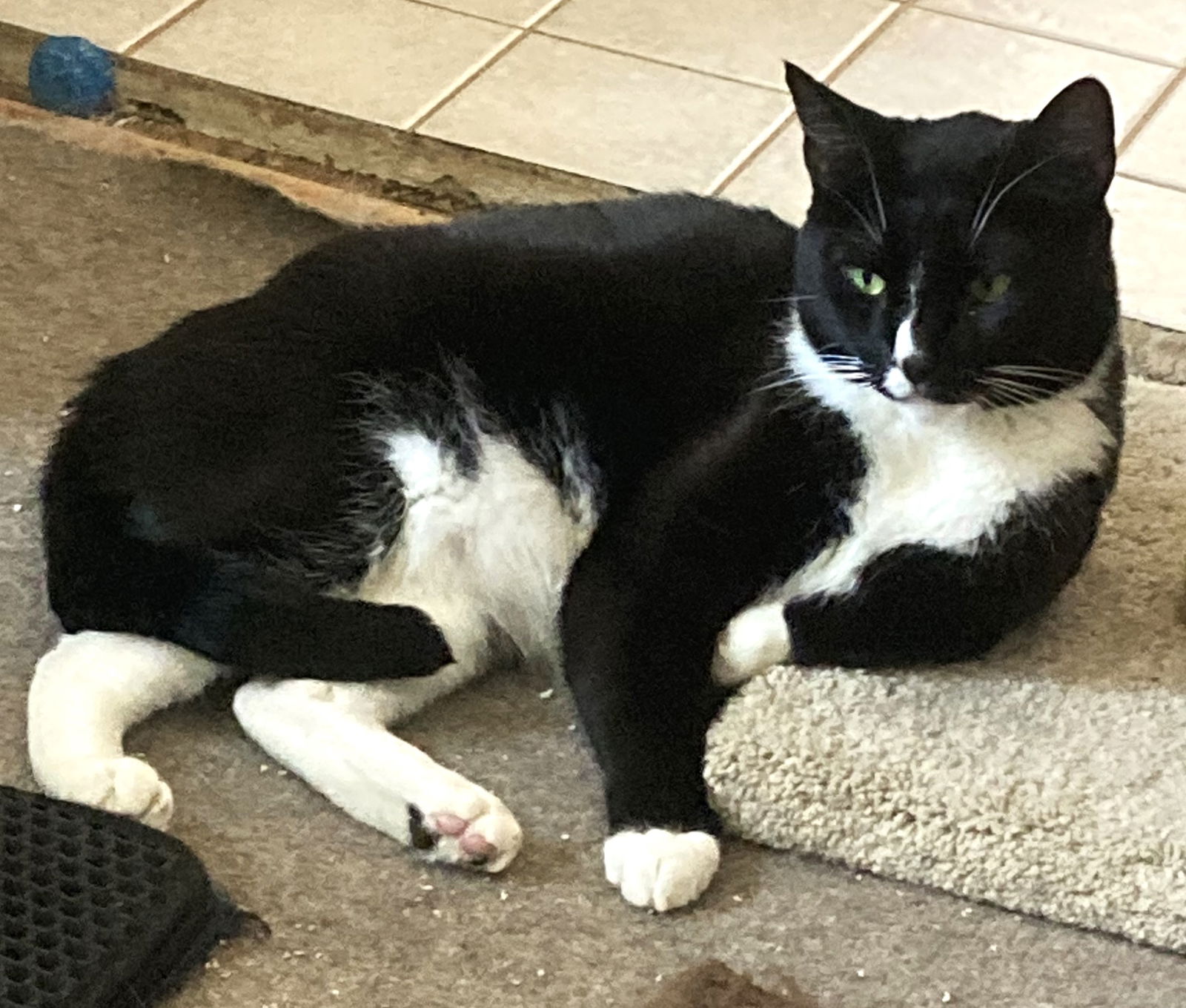 adoptable Cat in La Palma, CA named Blaze