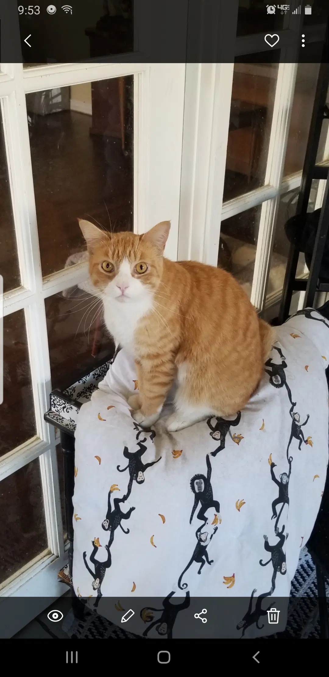 Kevin - Tabby
