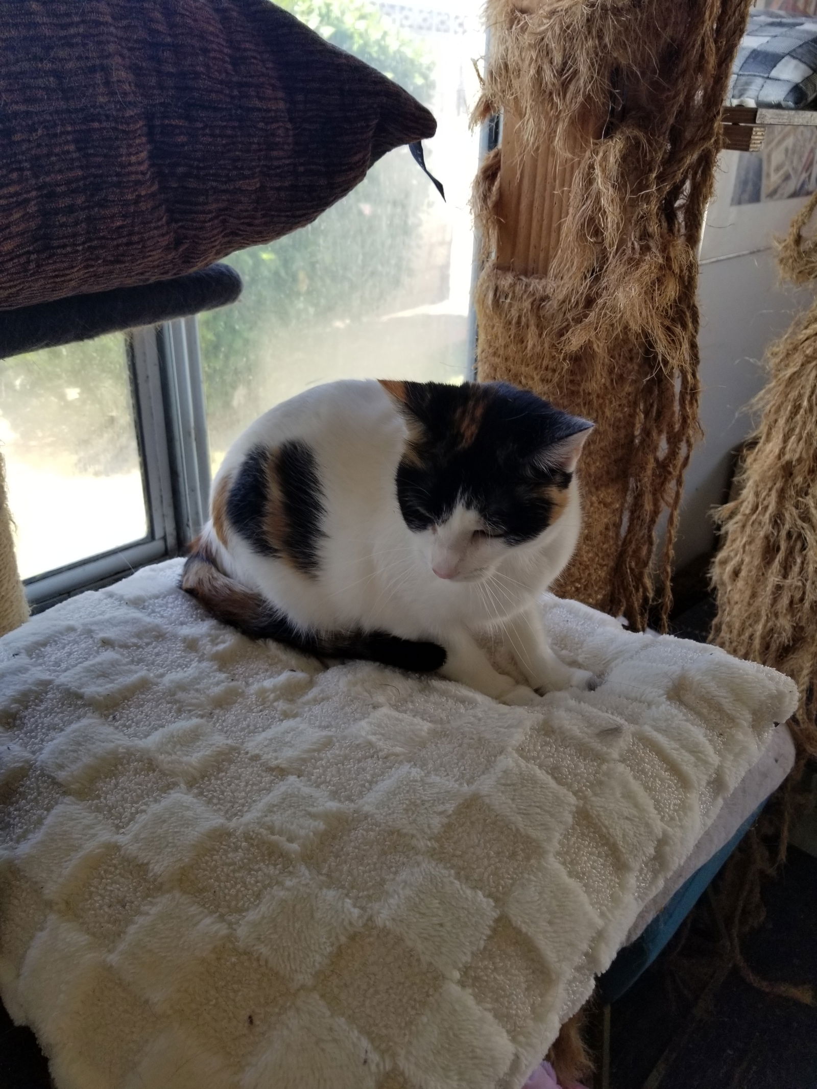 adoptable Cat in Buena Park, CA named Precious
