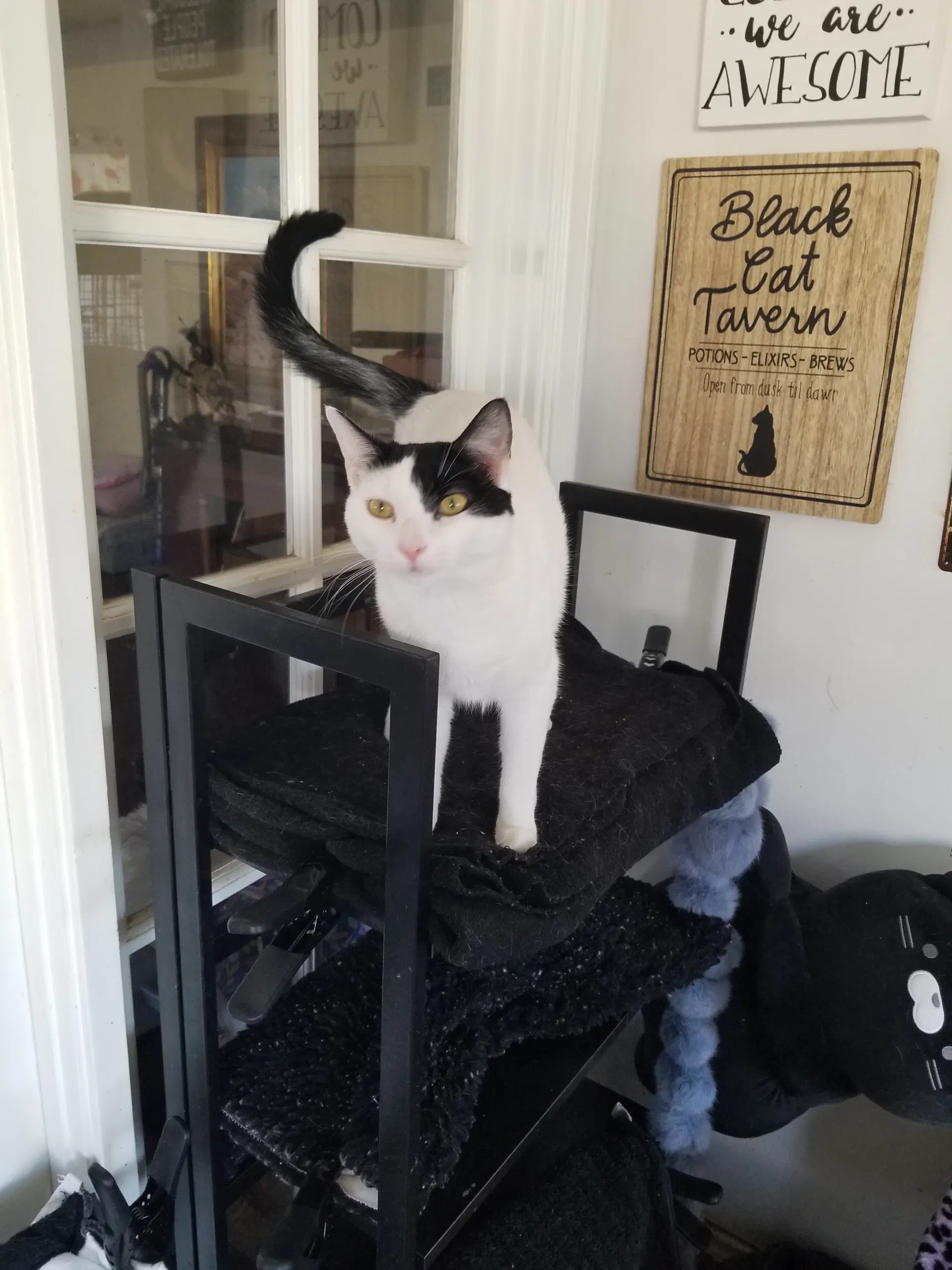 Darla - Turkish Van