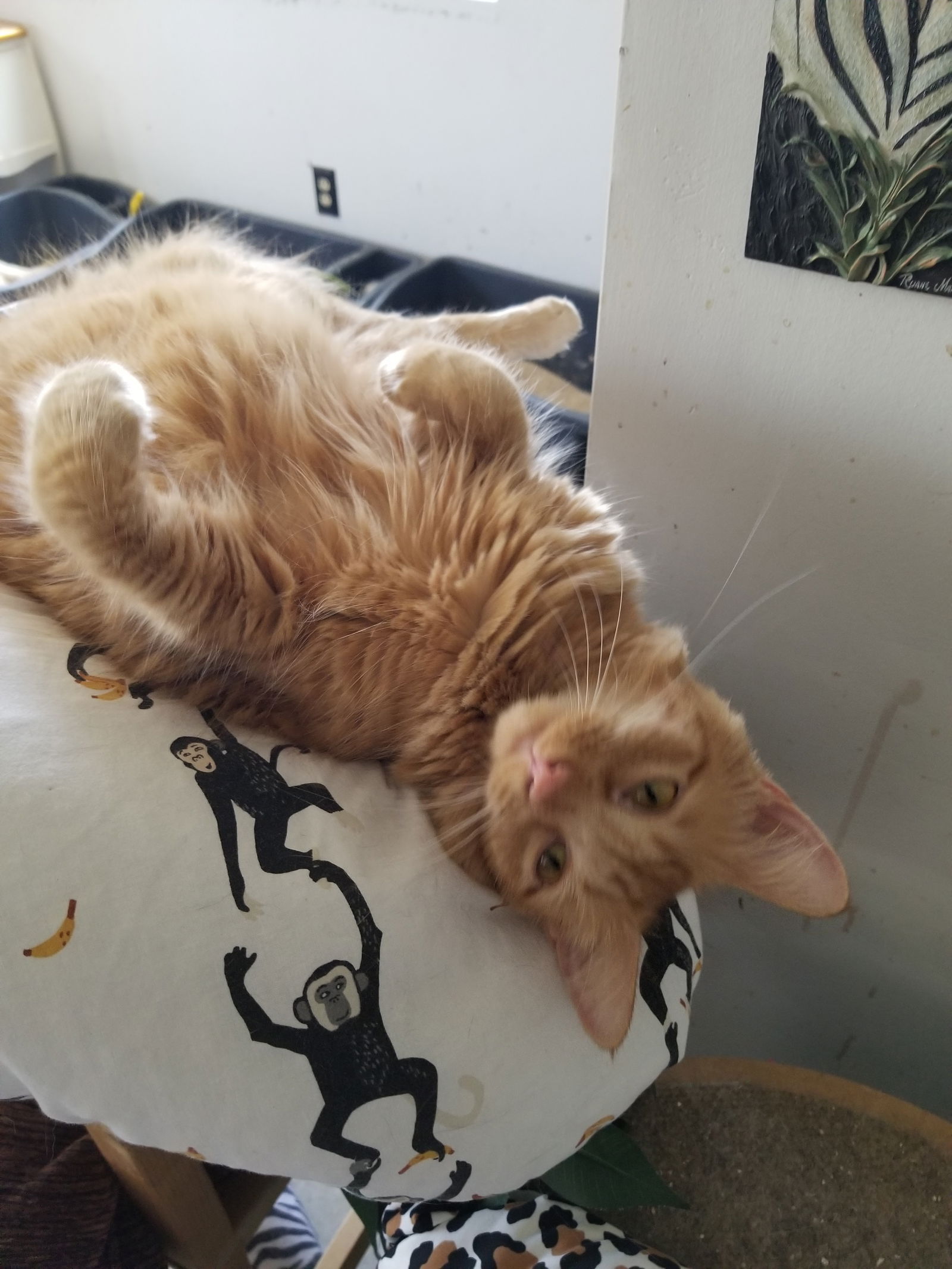 adoptable Cat in Buena Park, CA named RIcky and Lucy