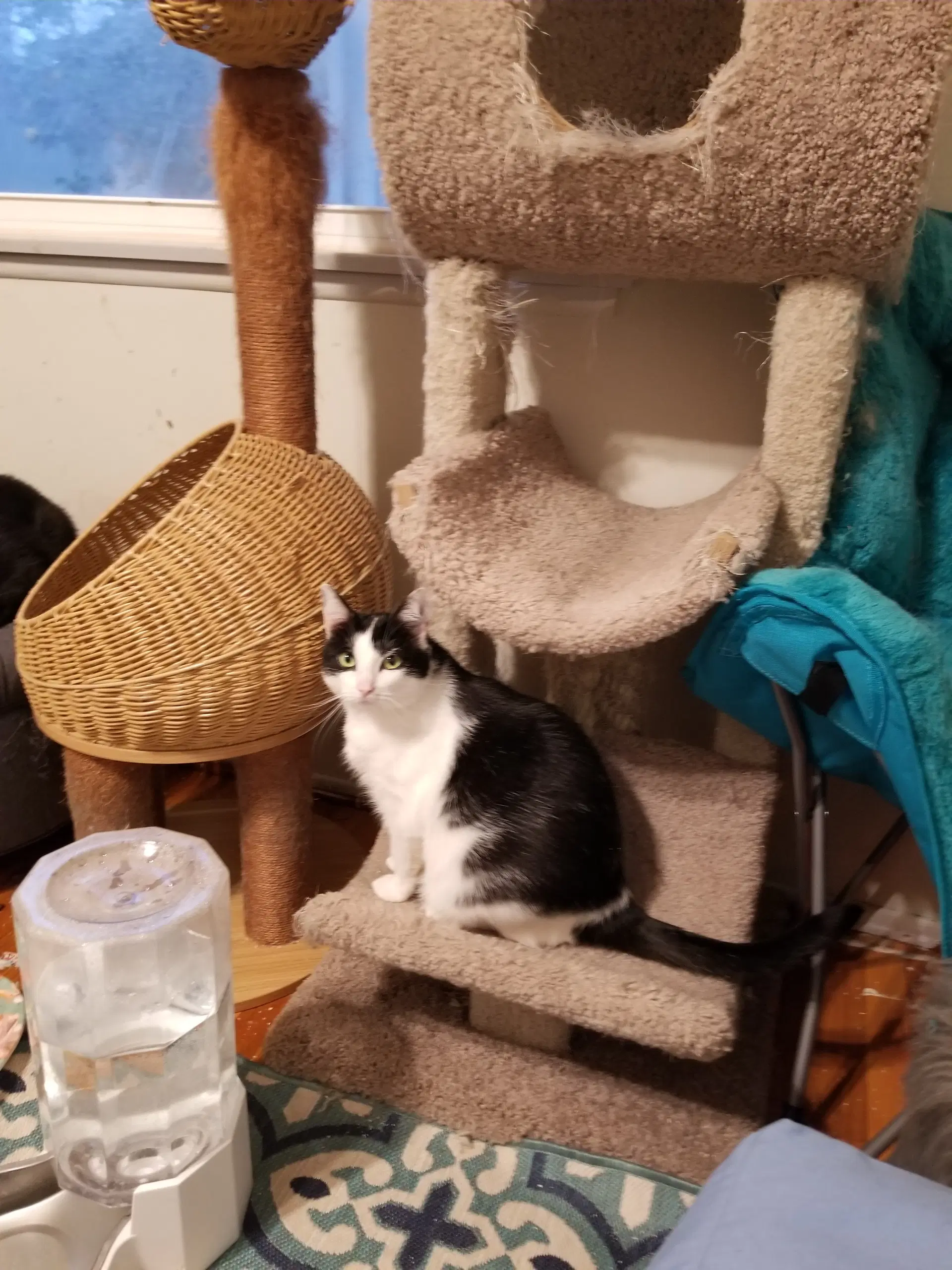 Super Sweet Stephanie - Domestic Short Hair