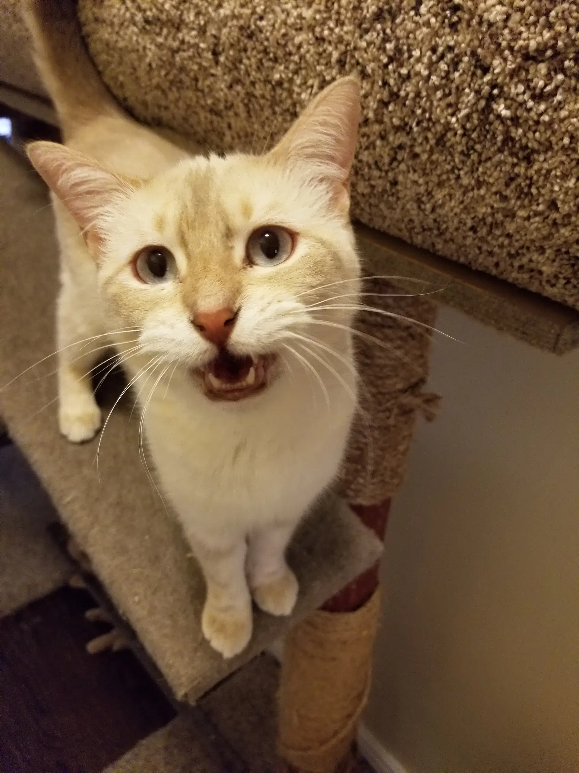 Josie Is Your Pussy Cat - Tabbico