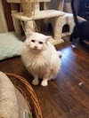 Randall