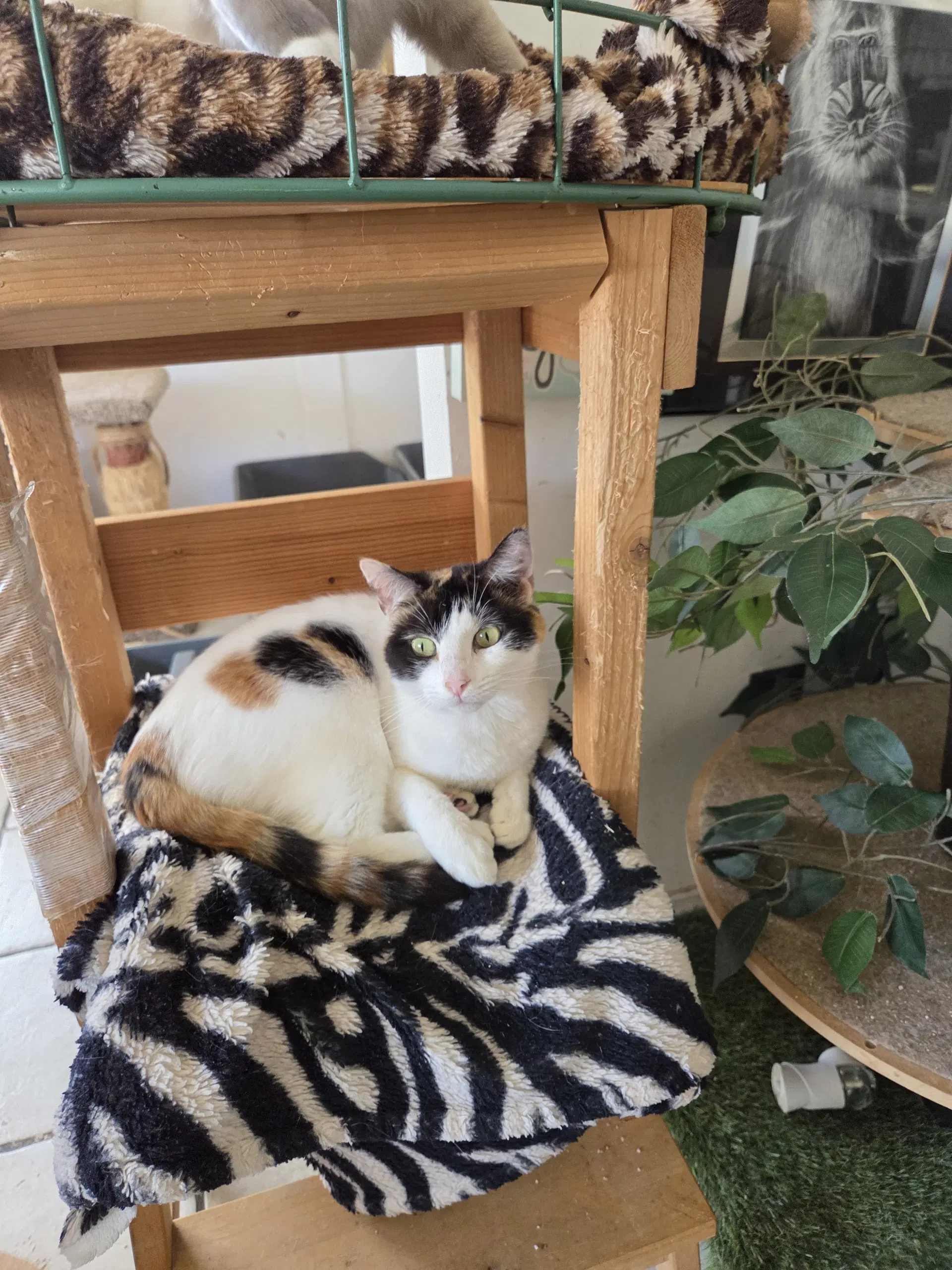 Precious - Calico