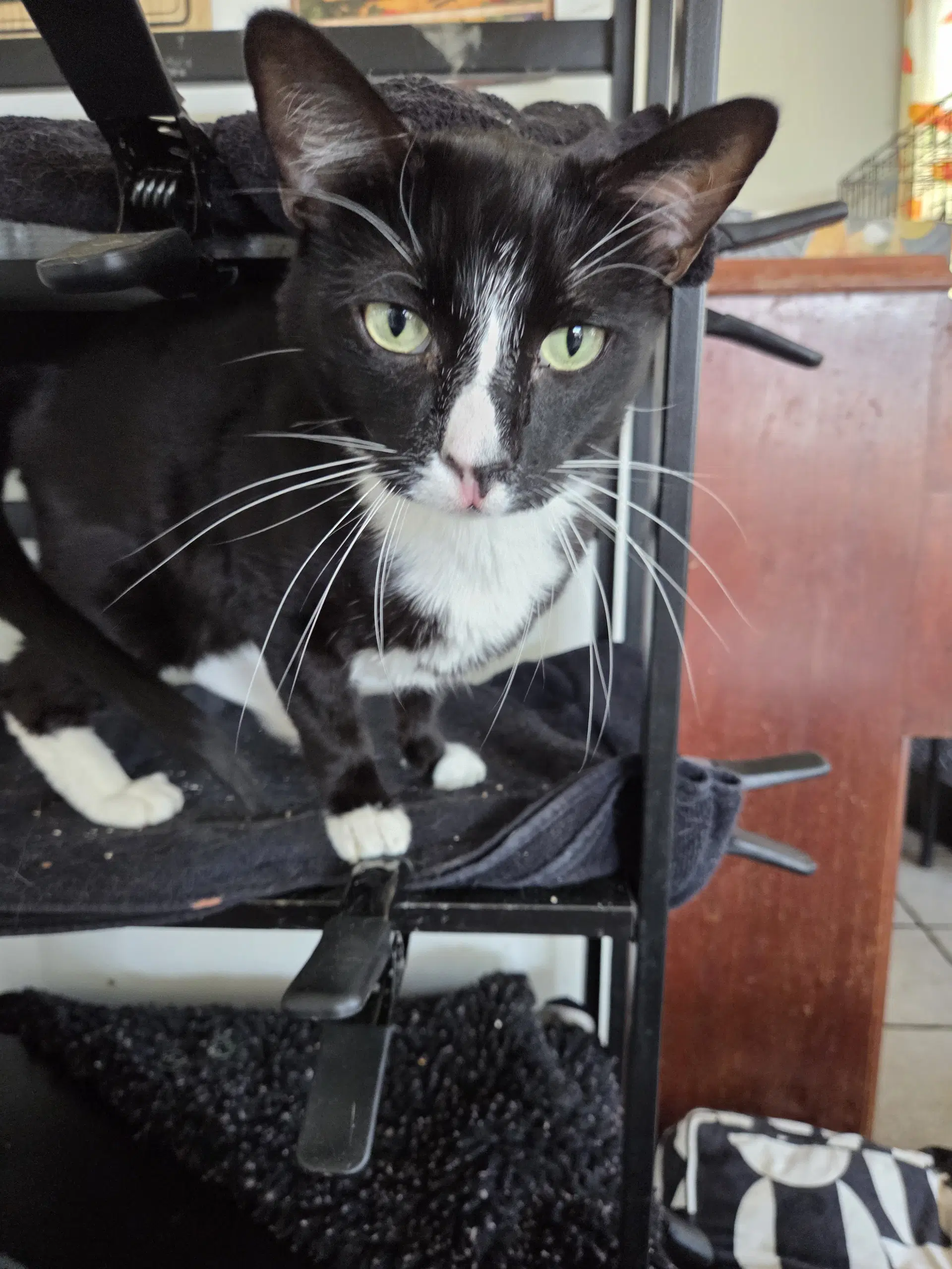 Prince - Tuxedo