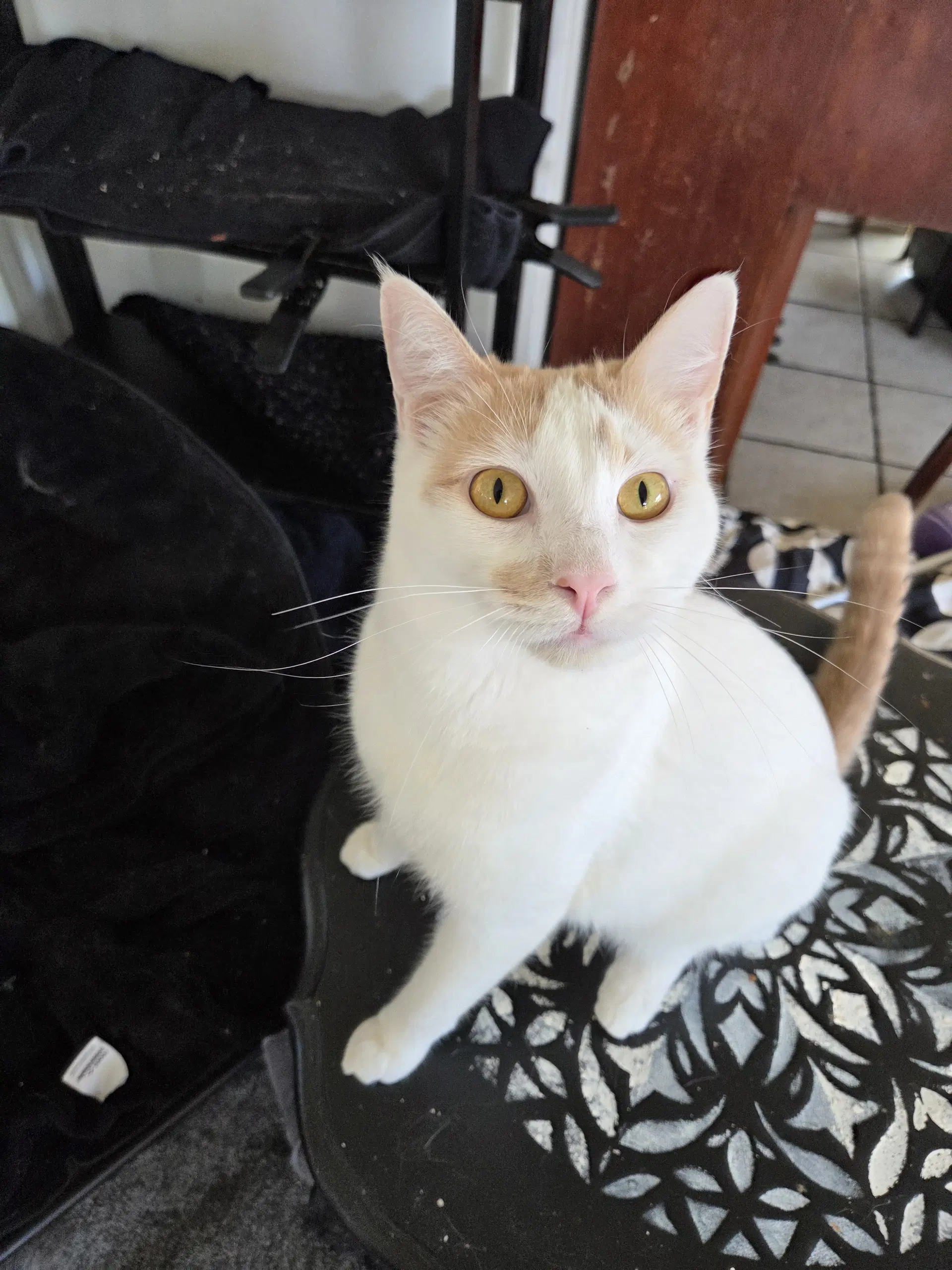 Fiona Aka Silly Goose - Turkish Van