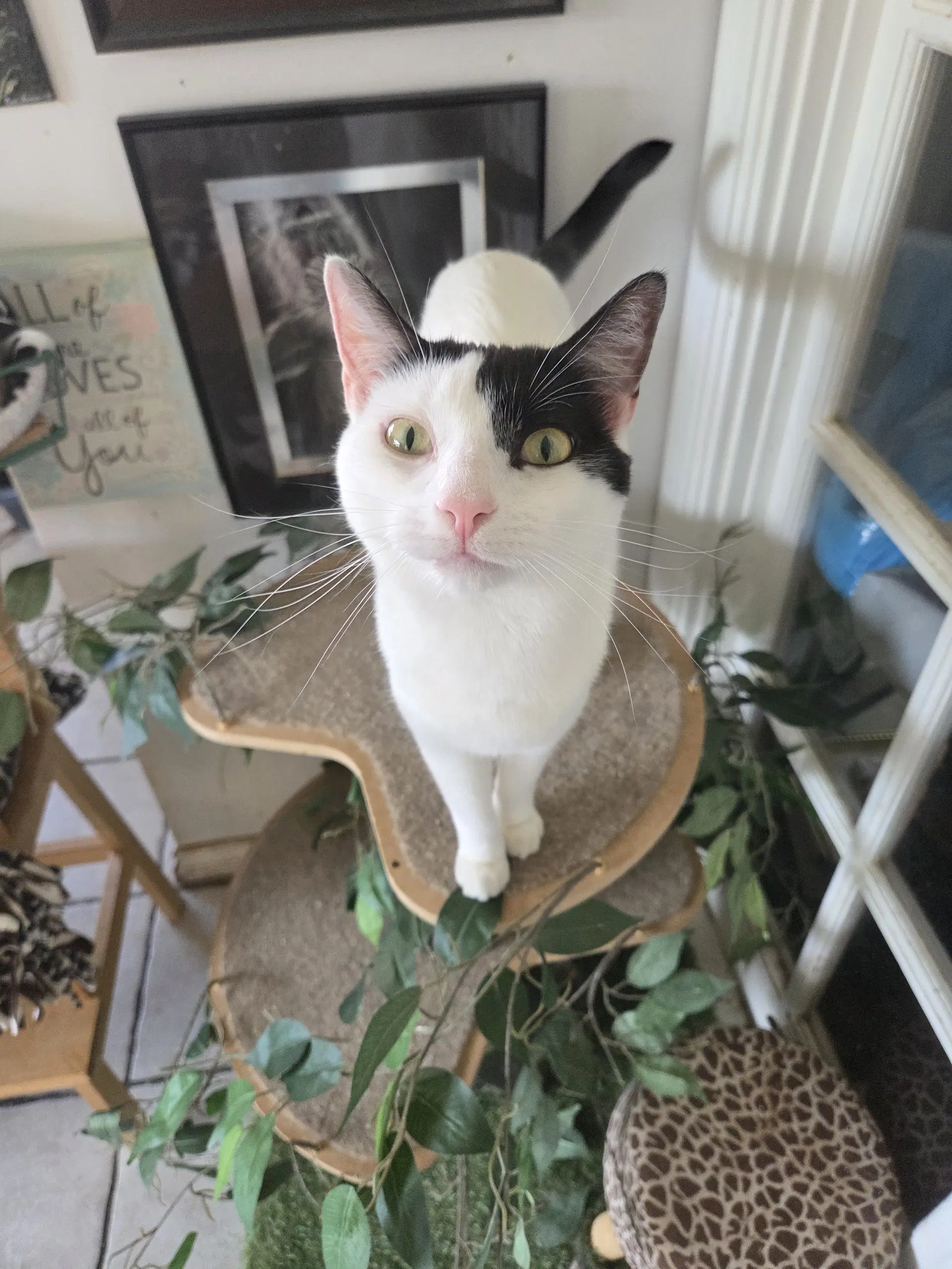 Darla - Turkish Van