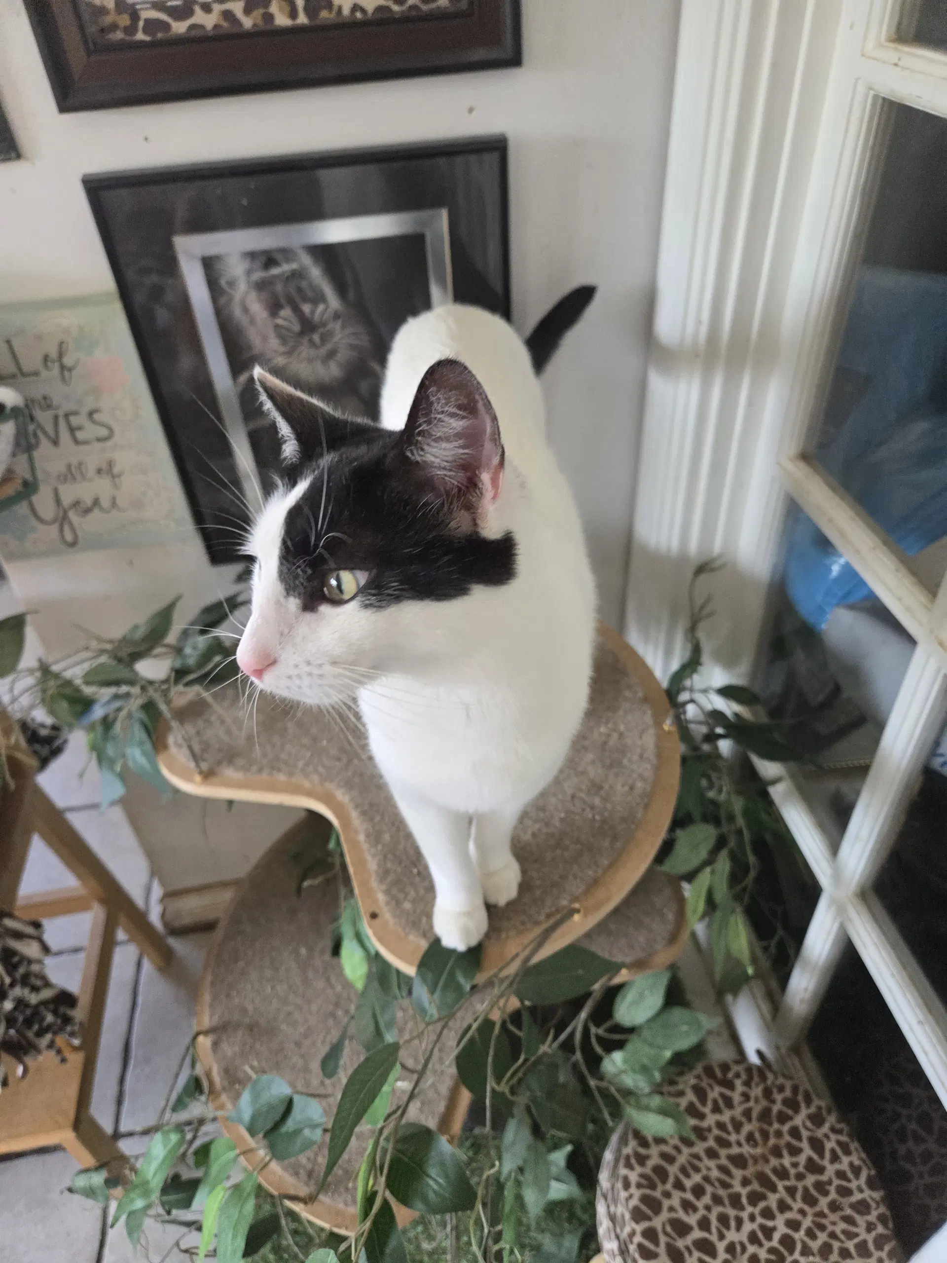 Darla image 2