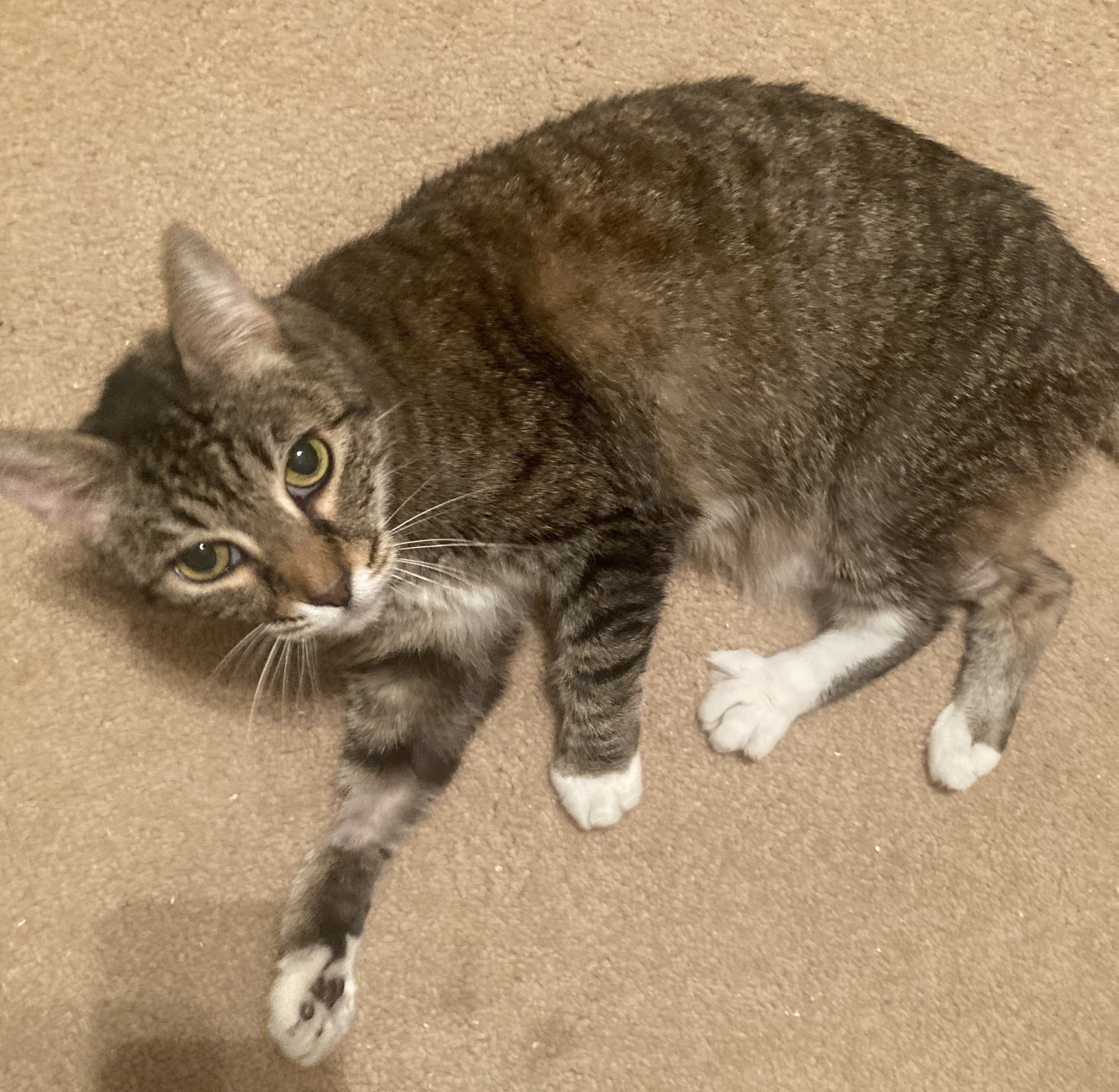 Dixie a Senior, Tabby