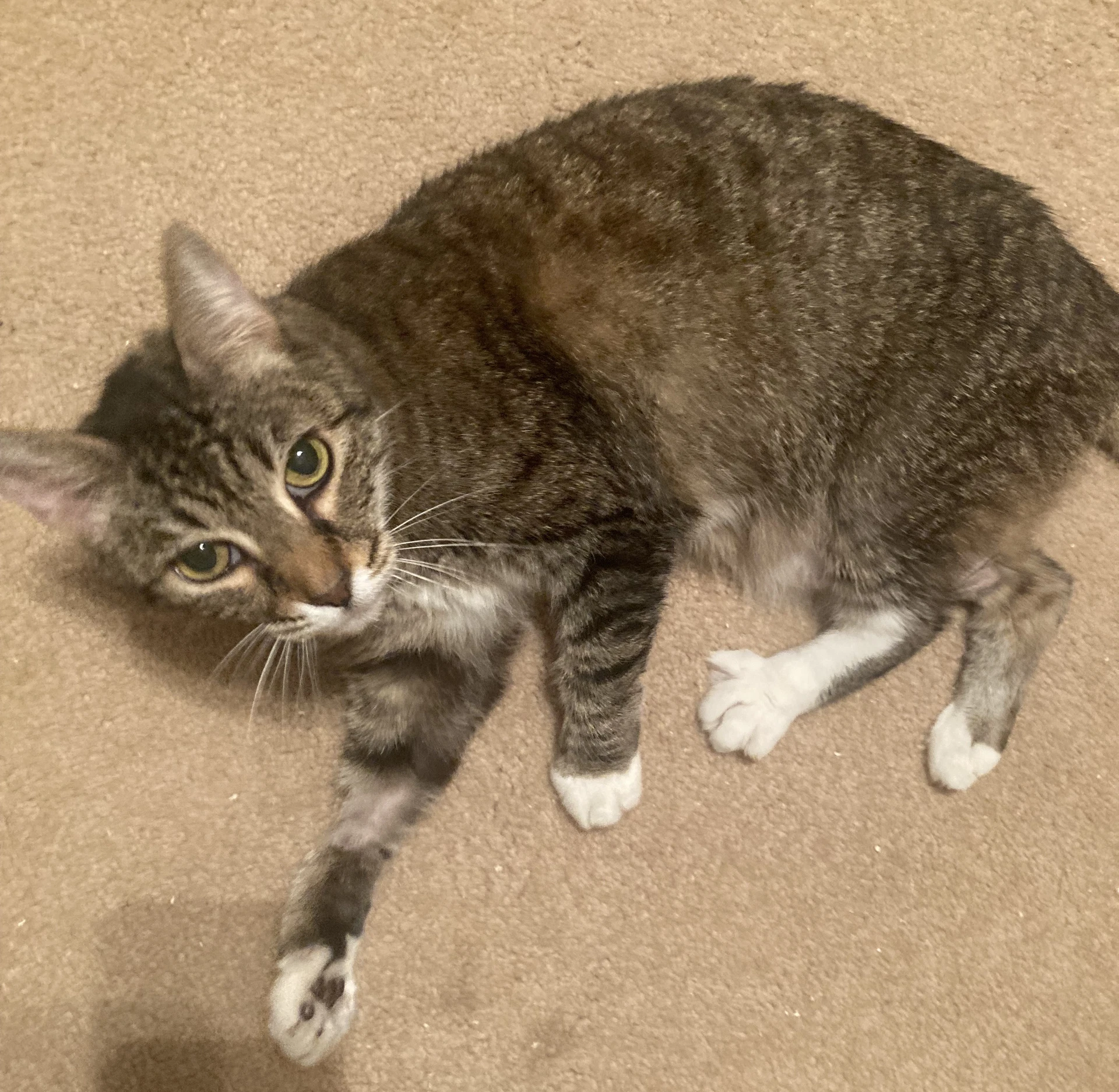 Dixie A Senior