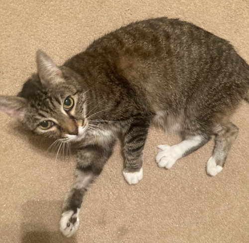 picture of the cat needing adoption