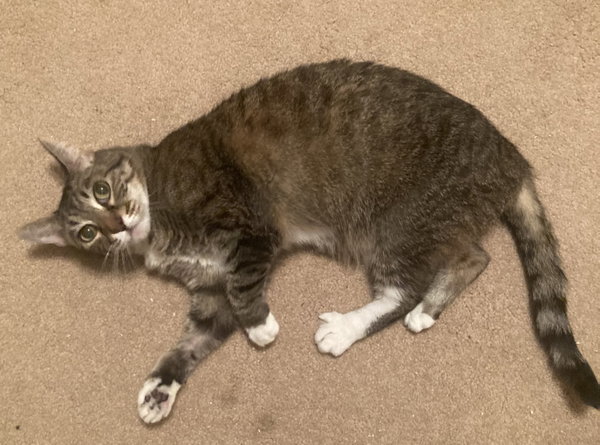 Dixie a Senior