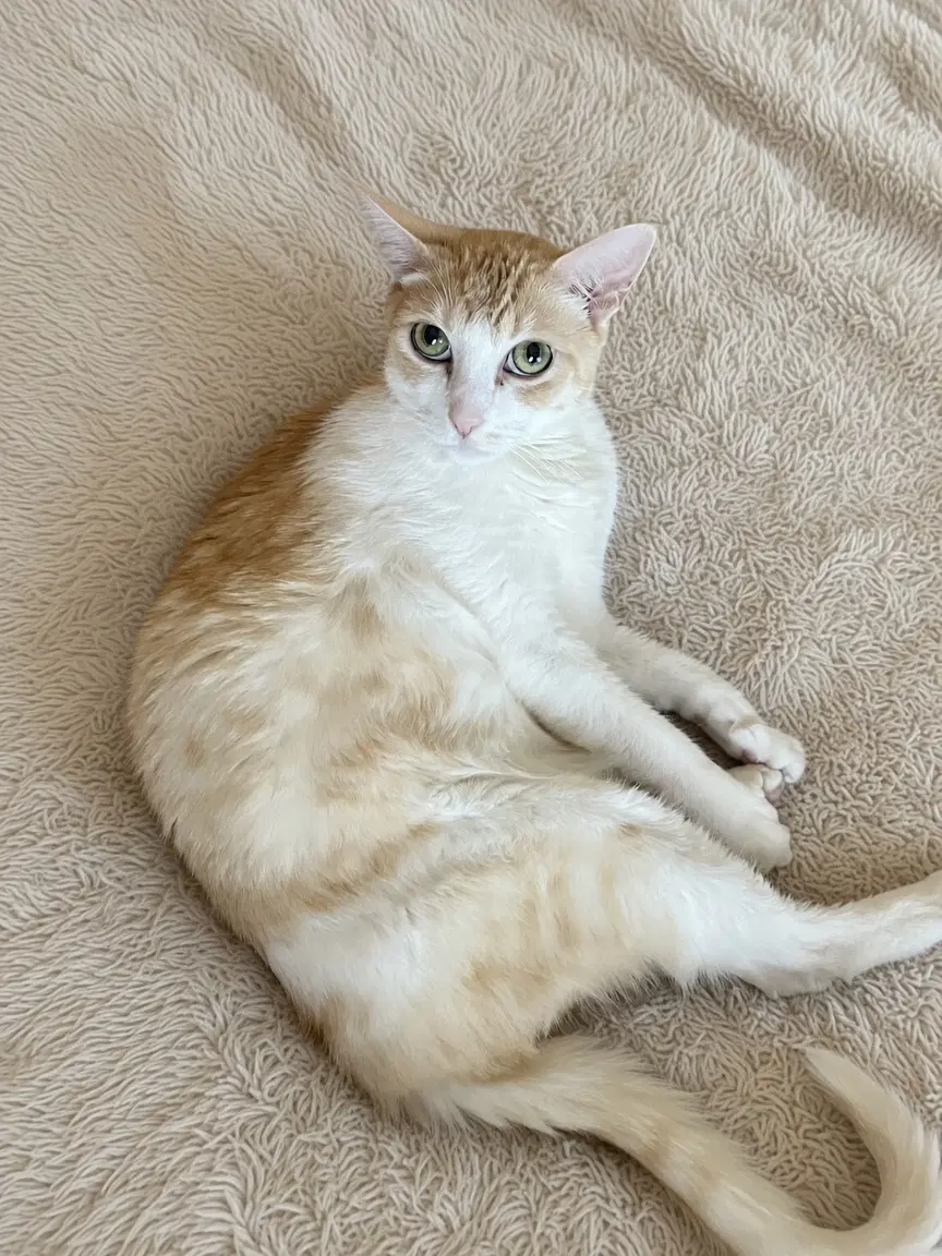 A Senior Companion - Tabby