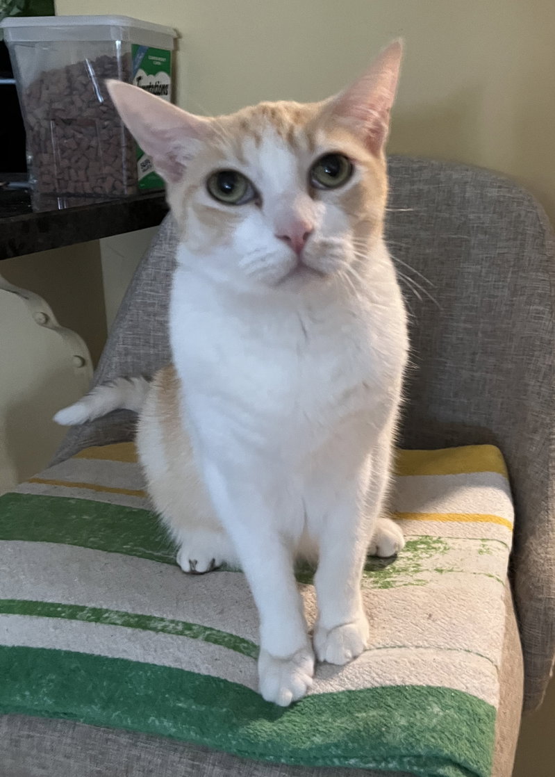 Declawed Senior Loverboy, a senior male Tabby cat up for adoption