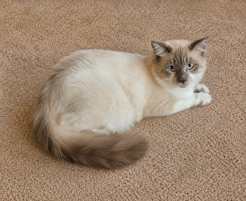 Amadeus, a cat for adoption from Kindness2Cats Inc
