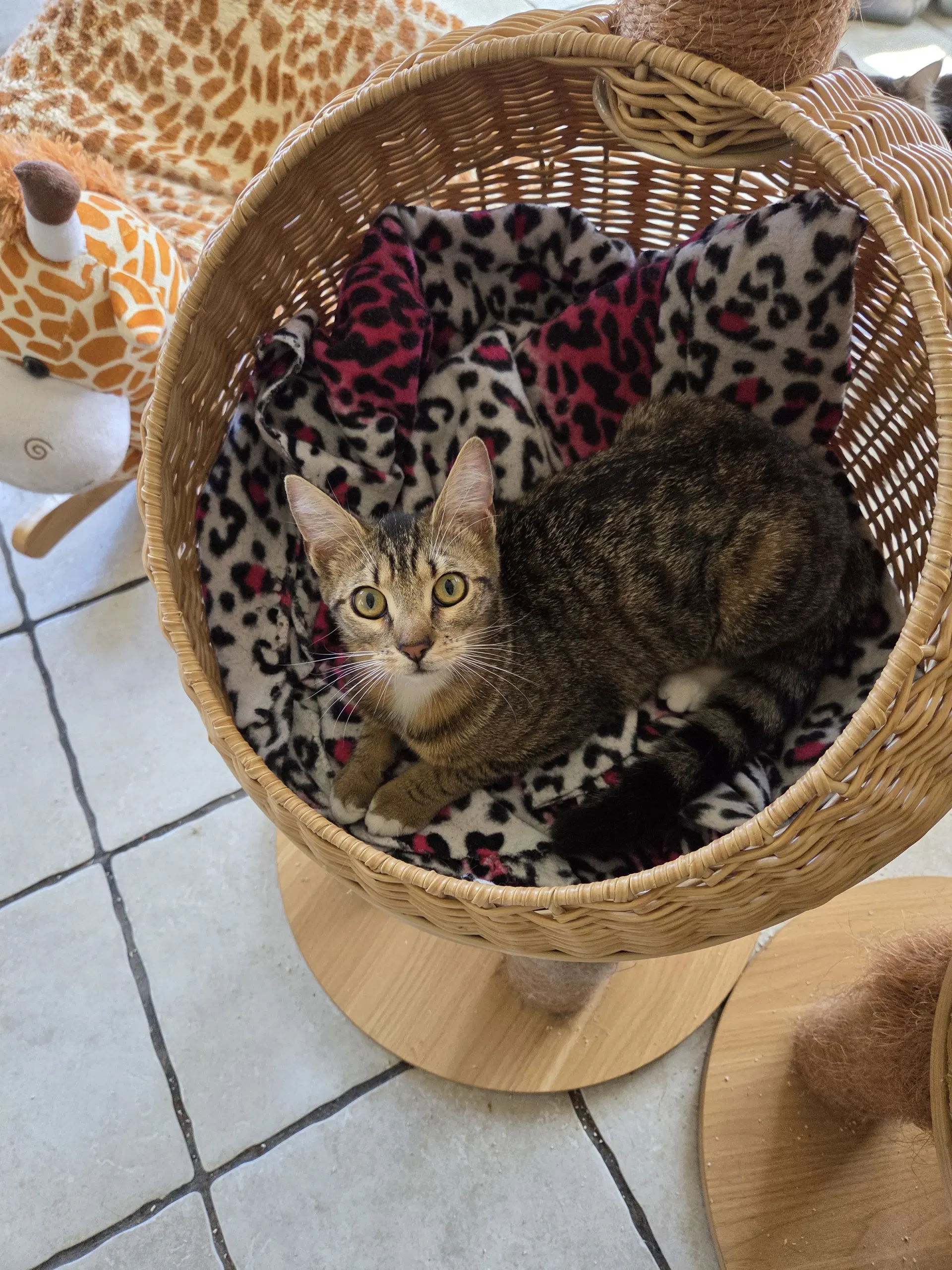 Savanna - Bengal