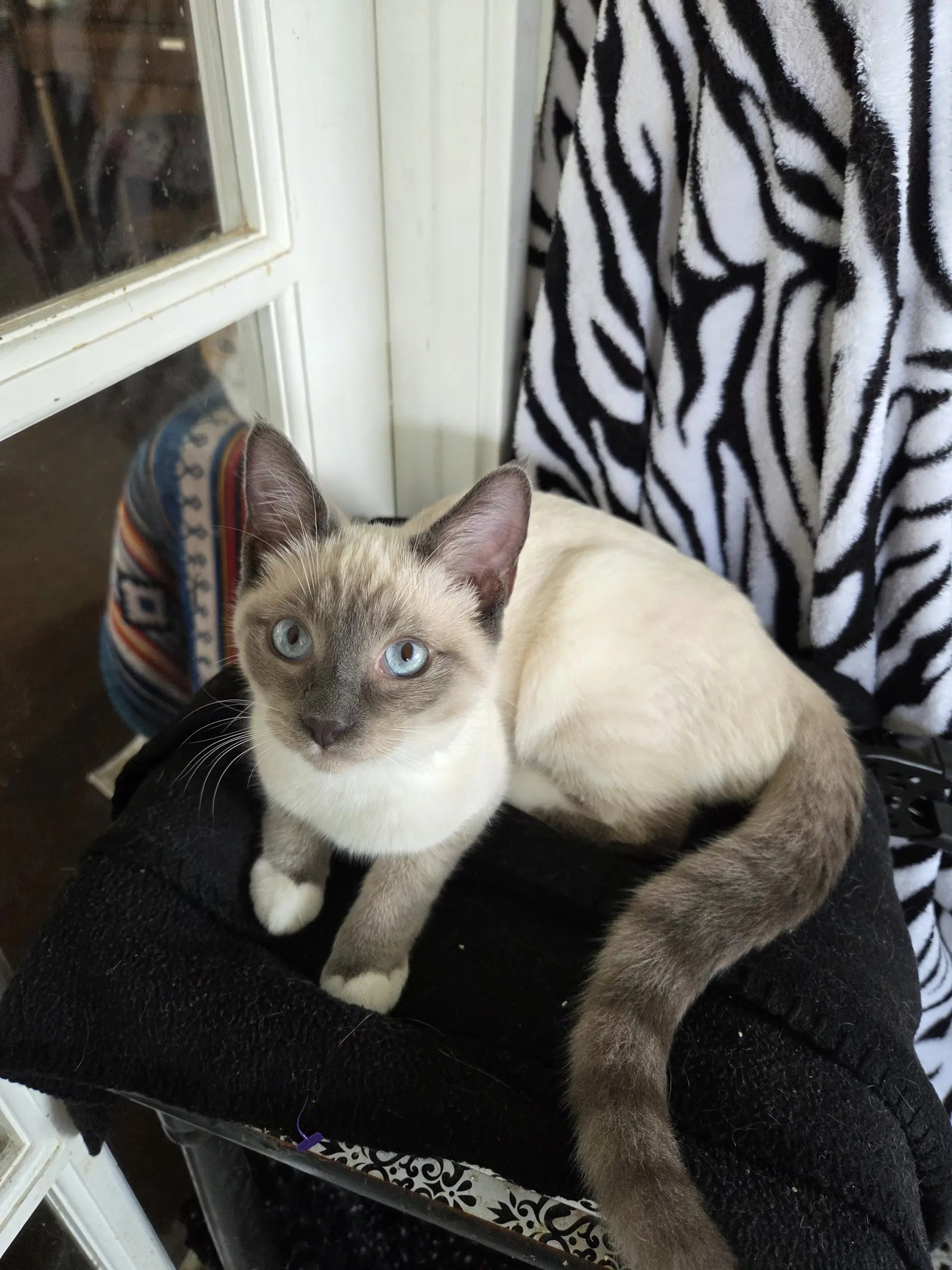 Koni - Siamese