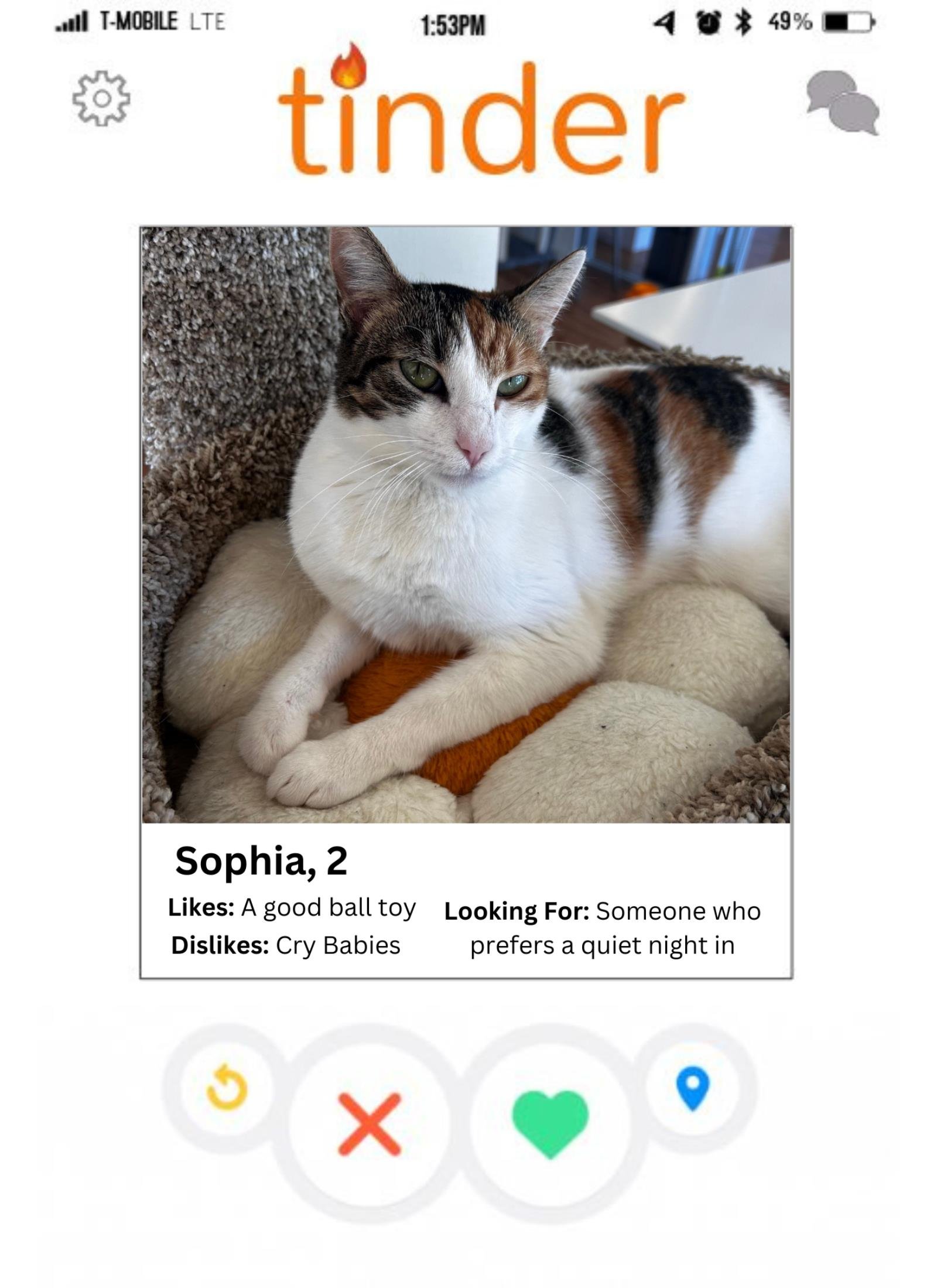adoptable Cat in La Jolla, CA named Sophia