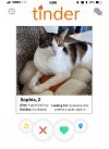 adoptable Cat in olla, LA named Sophia