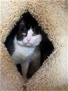 adoptable Cat in la jolla, CA named Pandora