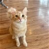 adoptable Cat in olla, LA named Macaroni And Cheese