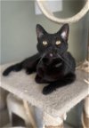 adoptable Cat in olla, LA named Selma
