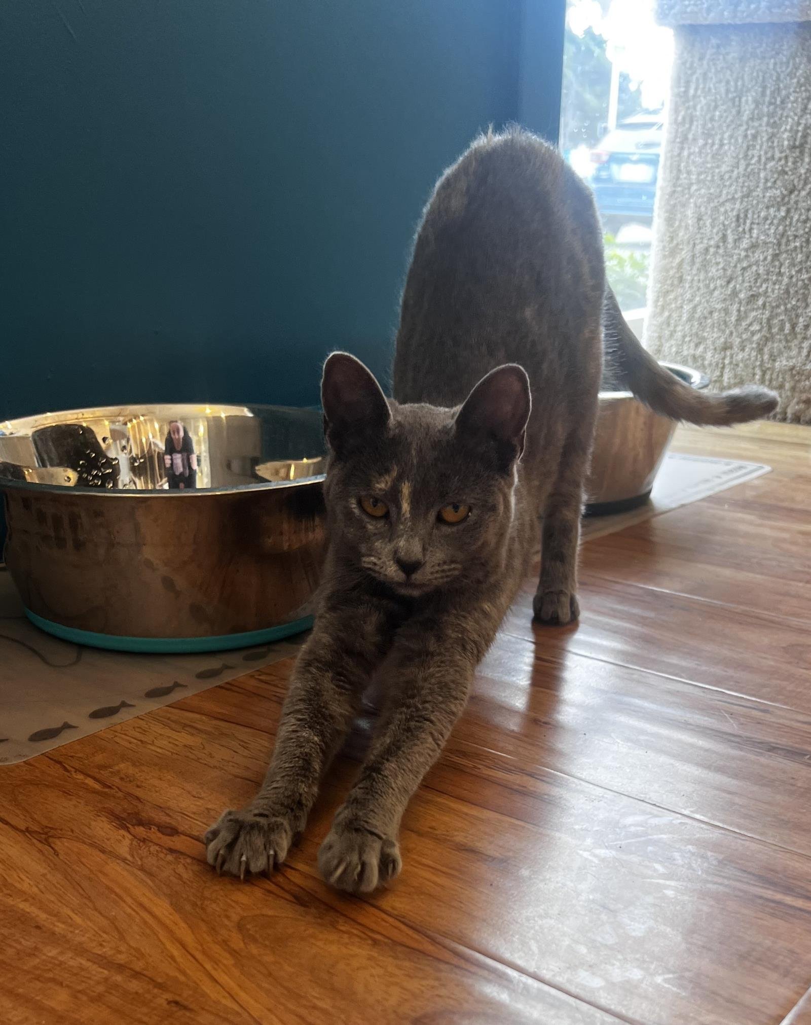 adoptable Cat in La Jolla, CA named Matcha