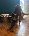 adoptable Cat in olla, LA named Matcha
