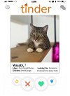 adoptable Cat in  named Wasabi