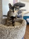 adoptable Cat in olla, LA named Swirlie